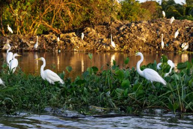 Herons in lake on sunny morning day