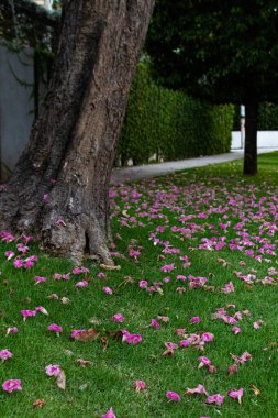 flor morada de Tabebuia rosea, flores