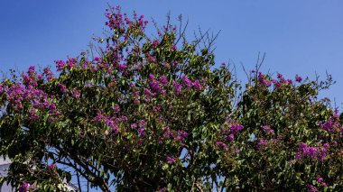 flor morada de Tabebuia rosea, flores