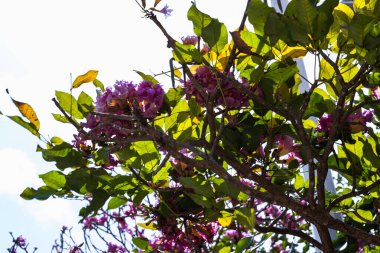 flor morada de Tabebuia rosea, flores