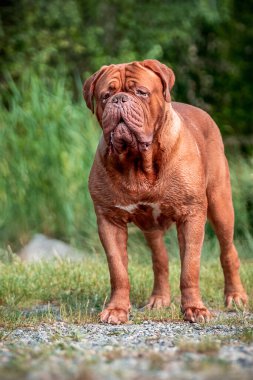 Bordoux cinsinin mükemmel temsilcisi. Fransız Mastiff doğadaki çimlerin üzerinde.