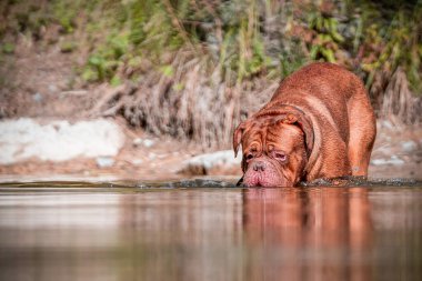 Deniz kenarında Fransız mastifi. Büyük köpek, Bordeaux Büyük Danua doğada suda.