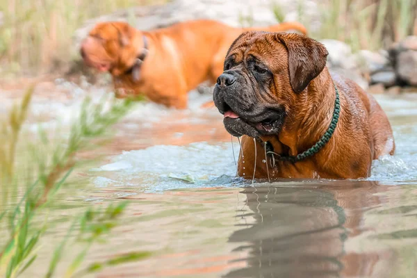 Dois Cães Grandes Bordeaux Great Danes Brincar Água Dois Cães — Fotografia de Stock