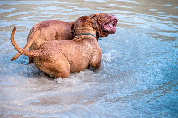 Büyük Köpek Bordeaux Suda Oynayan Büyük Danimarkalılar Nehirde Oynayan Iki — Stok fotoğraf