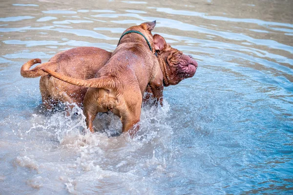 Dos Perros Grandes Bordeaux Great Danes Jugando Agua Dos Perros —  Fotos de Stock