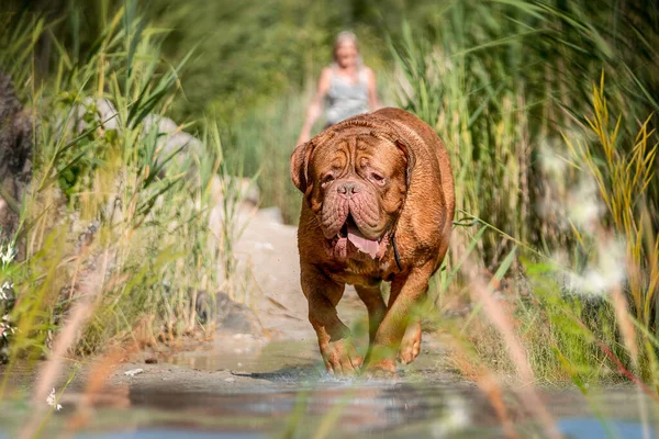 Французский Мастиф Воды Большая Собака Большой Дан Бордо Воде Природе — стоковое фото