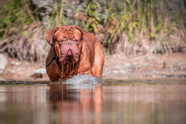 French Mastiff Water Big Dog Bordeaux Great Dane Water Nature — Stock Photo, Image