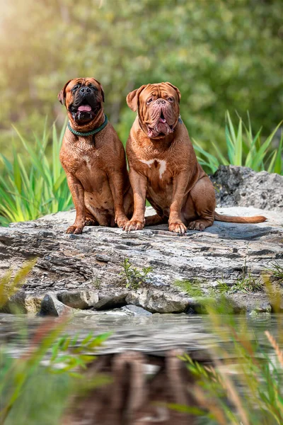 Два Бордосских Датчанина Скале Воды Портрет Двух Собак Сидящих Воды — стоковое фото