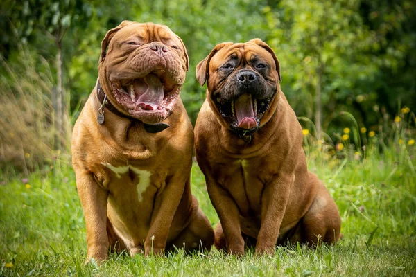 Two laughing dogs. A female and a male Bordeaux Great Dane. Two big dogs sitting in the grass in the countryside