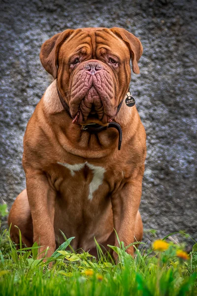 Vacker Representant För Rasen Bordeaux Great Dane Renrasiga Hund Sitter Stockfoto