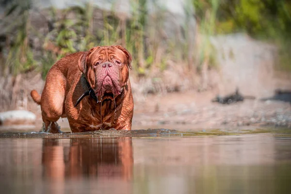Французский Мастиф Воды Большая Собака Большой Дан Бордо Воде Природе Стоковое Изображение