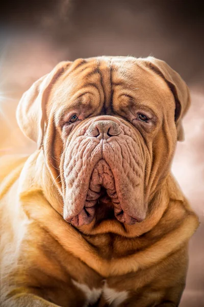 Portret Van Een Grote Hond Perfecte Vertegenwoordiger Van Het Bordeaux — Stockfoto