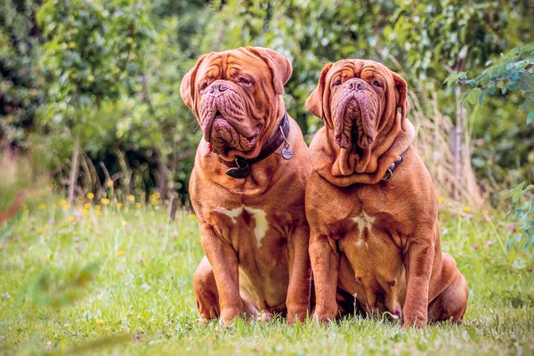 Dois Dinamarqueses Bordéus Uma Fêmea Cão Sentado Relva — Fotografia de Stock