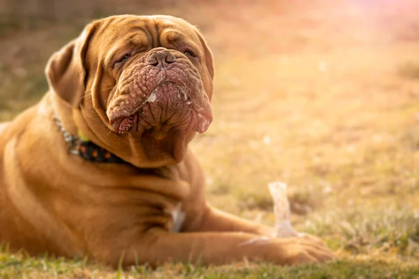 Eine Große Bordeaux Dogge Liegt Gras Und Kaut Auf Einem — Stockfoto