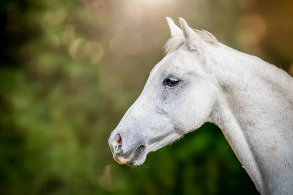 Hlava Bílého Koně Zeleném Pozadí Výrazným Bokeh Royalty Free Stock Fotografie