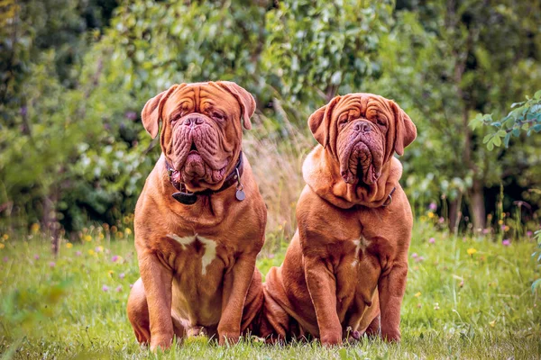 Два Бордосских Датчанина Самка Собака Сидящие Снаружи Траве Стоковое Изображение