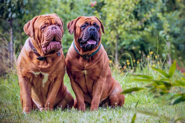 Два Бордосских Датчанина Самка Собака Сидящие Снаружи Траве Лицензионные Стоковые Изображения