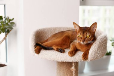 Habeş kedisi kulede yatıyor. Güzel safkan, kısa saçlı kedi yavrusu.