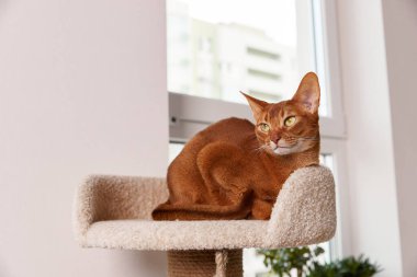 Habeş kedisi kulede yatıyor. Güzel safkan, kısa saçlı evcil hayvan.