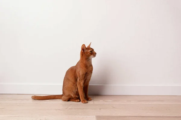 stock image Abyssinian young cat sitting near white wall. Beautiful purebred short haired kitten at home