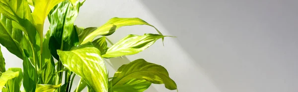 Grüne Zimmerpflanzen Als Dekoration Auf Weißem Hintergrund Home Gardening Konzept — Stockfoto