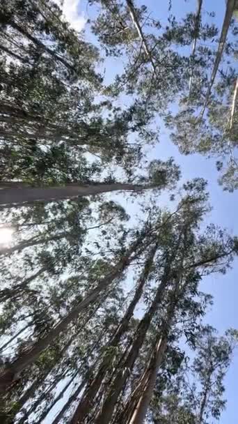 Cime Degli Alberi Eucalipto Filmato Della Foresta Verde Unità Con — Video Stock