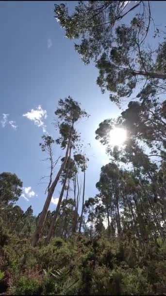 Κορυφές Των Ευκαλύπτων Πλάνα Από Πράσινο Δάσος Ενότητα Φύση Προστασία — Αρχείο Βίντεο