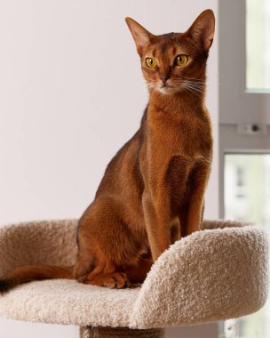 Habeş kedisi kulede oturuyor. Güzel safkan, kısa saçlı kedi yavrusu.