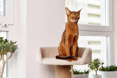 Habeş kedisi kulede oturuyor. Güzel safkan, kısa saçlı kedi yavrusu.