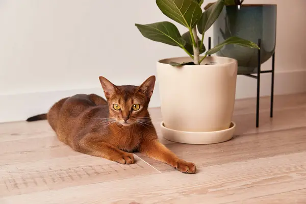 Abyssinian young cat lies near a house plant. Beautiful purebred short haired kitten at home