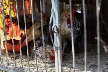 Otantik Mısır pazarının tezgahında satılık tavuklar. Sokak Pazarı