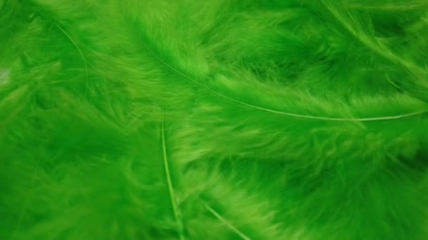 Green Feathers Closeup Plumage Soft Wind Motion — Wideo stockowe