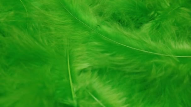 Green Feathers Closeup Plumage Soft Wind Motion — Vídeo de stock