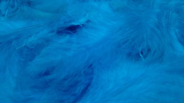Plumas Color Azul Claro Movimiento Elegante Superficie Pluma Pantalla Completa — Vídeos de Stock