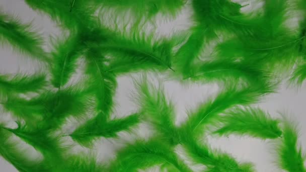 Green Feathers Scattered White Background Open Graceful Slow Motion Movement — Stok Video