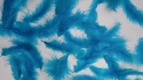Plumas Color Azul Claro Sobre Fondo Blanco Abiertas Con Una — Vídeos de Stock