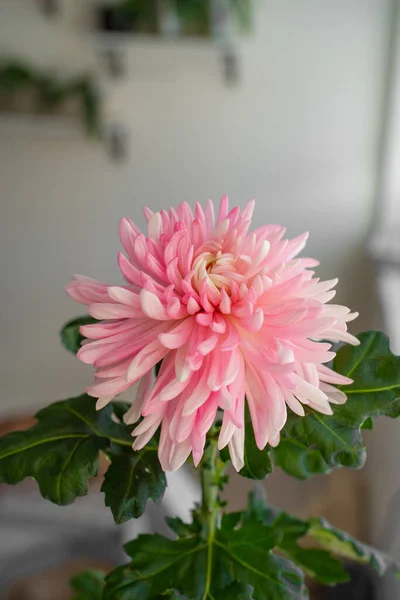 Ljusrosa Aster Blomma Beige Bakgrund Blommor Lägenheten Selektivt Fokus Suddig — Stockfoto