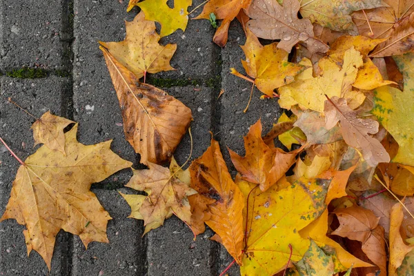 stock image Top view of yellow maple and oak leaves with dew drops on the pavement. Selective focus, blurred background.