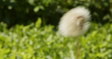 Dandelions bloom in spring. Green natural background. Close-up of the fluffy white top of a dandelion in green grass