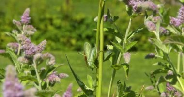 Close-up of a grasshopper on a green plant. Leaf gently moving in the wind during a warm summer day