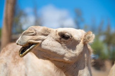 Güneşli bir yaz gününde komik beyaz bir dromedary 'nin (Camelus dromedarius) yakın plan portresi. Fuerteventura, Kanarya Adaları, İspanya.