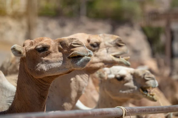 Retrato Cerca Dromedarios Camelus Dromedarius Día Soleado Verano Fuerteventura Islas — Foto de Stock