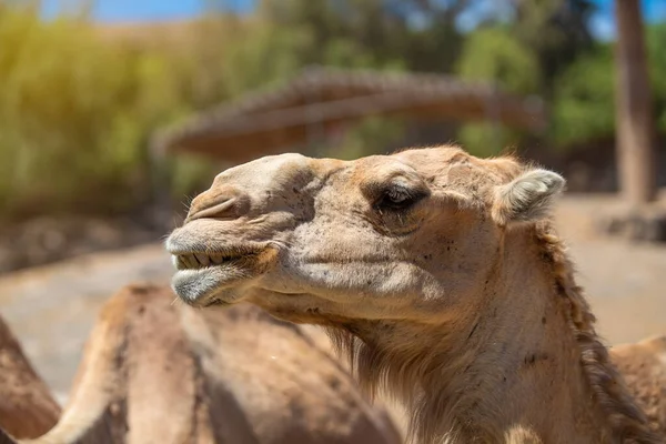 stock image Close-up portrait of a dromedary (Camelus dromedarius) on a sunny summer day. Fuerteventura, Canary Islands, Spain.