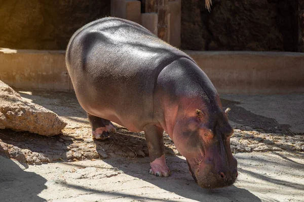Grand Hippopotame Dans Zoo Par Une Journée Ensoleillée Été Fuerteventura — Photo