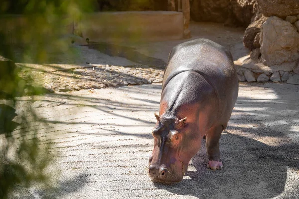 Grand Hippopotame Dans Zoo Par Une Journée Ensoleillée Été Fuerteventura — Photo