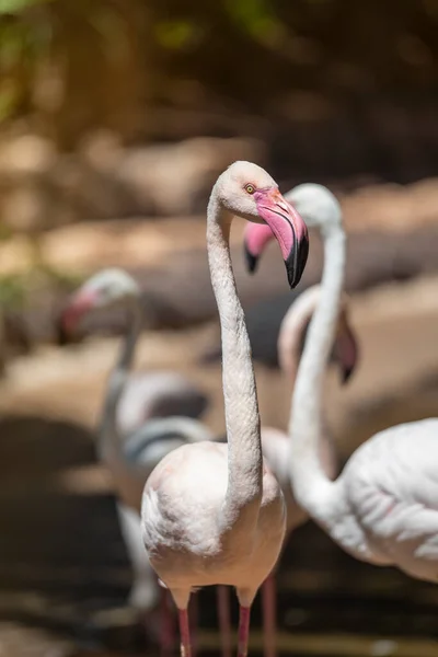 Close-up portrait of Greater flamingos or Pink Flamingos (Phoenicopterus roseus) on a sunny summer day. Fuerteventura, Canary Islands, Spain.