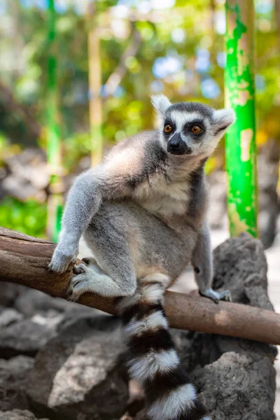 Close Portrait Ring Tailed Lemur Lemur Catta Sitting Tree Jungle — 스톡 사진