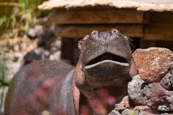 Großaufnahme Eines Großen Flusspferdes Zoo Einem Sonnigen Sommertag Fuerteventura Kanarische — Stockfoto
