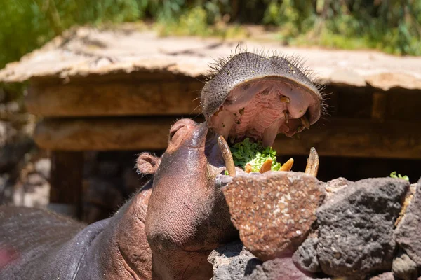 Grand Hippopotame Bouche Ouverte Attend Être Nourri Par Une Journée — Photo
