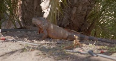 Güneşli bir yaz gününde gölgede saklanan bir Yeşil İguana 'nın (iguana) yakın plan çekimi. Fuerteventura, Kanarya Adaları, İspanya.